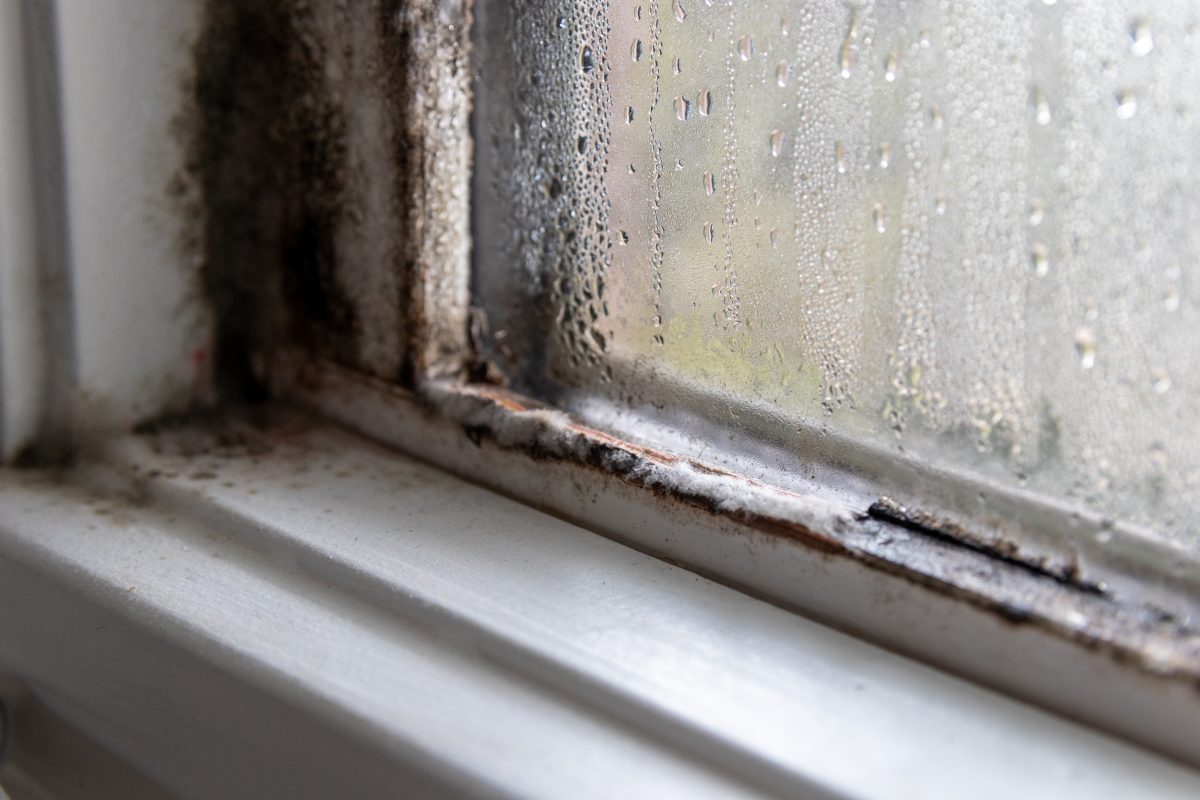Moisissures et humidité dans le coin gauche du cadre de la fenêtre et sur le verre